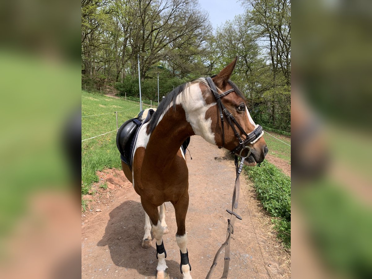 Trakehner Mix Gelding 16 years 15,2 hh Pinto in Marburg