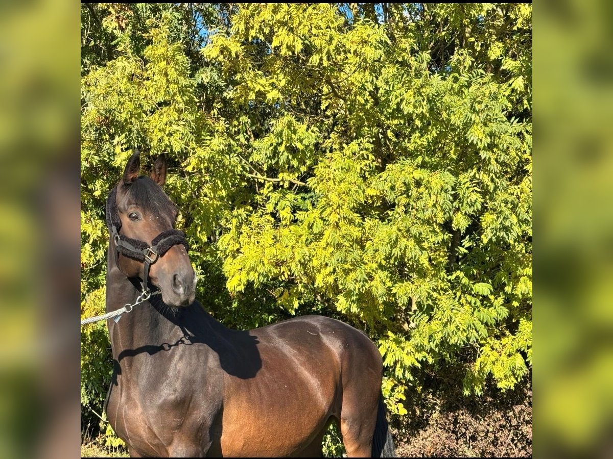Trakehner Gelding 18 years 16,1 hh Bay-Dark in Rosdorf
