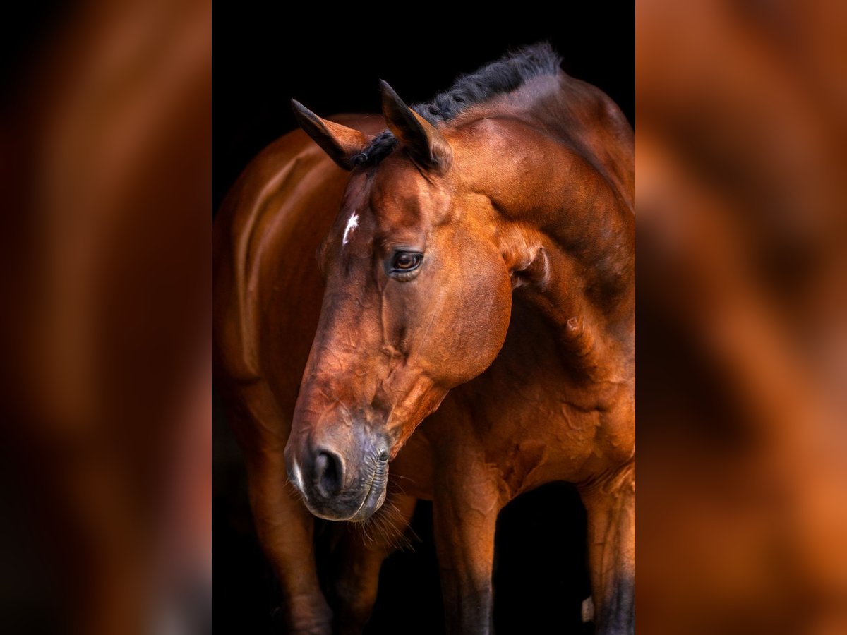 Trakehner Gelding 22 years 16,1 hh Brown in Oberaudorf