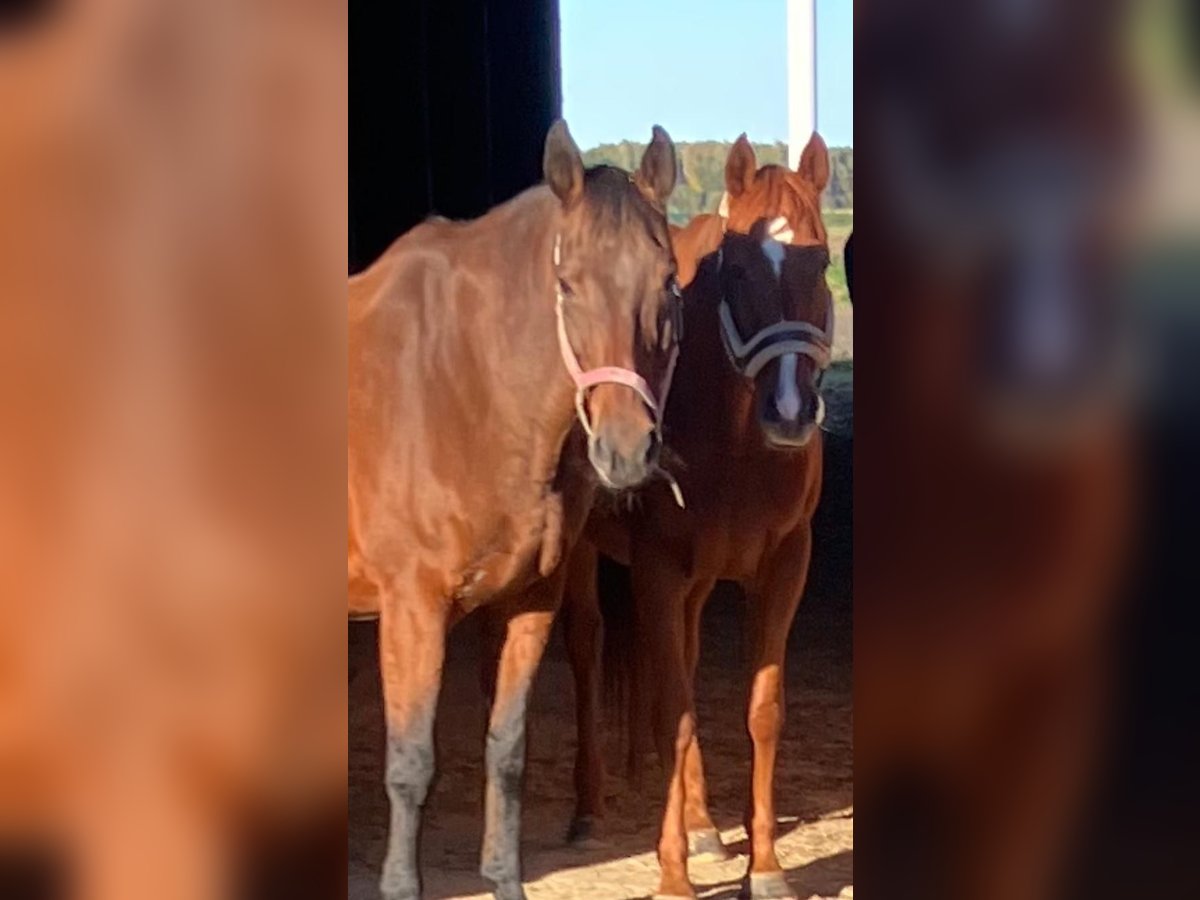 Trakehner Gelding 22 years 16,1 hh Brown in Barver Trakehner Gelding 22 years 16,1 hh Brown in Barver