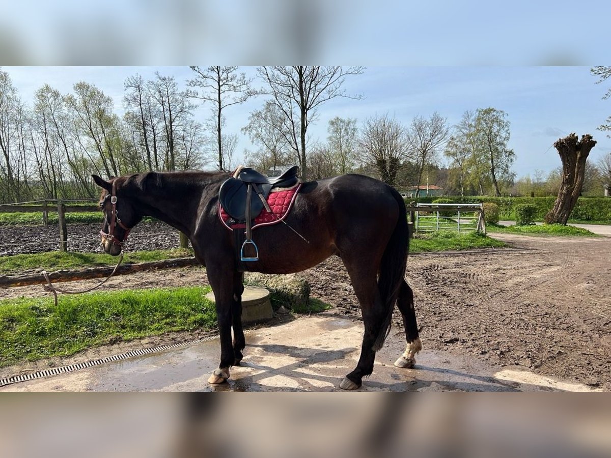 Trakehner Gelding 24 years 16,3 hh Brown in Sörup