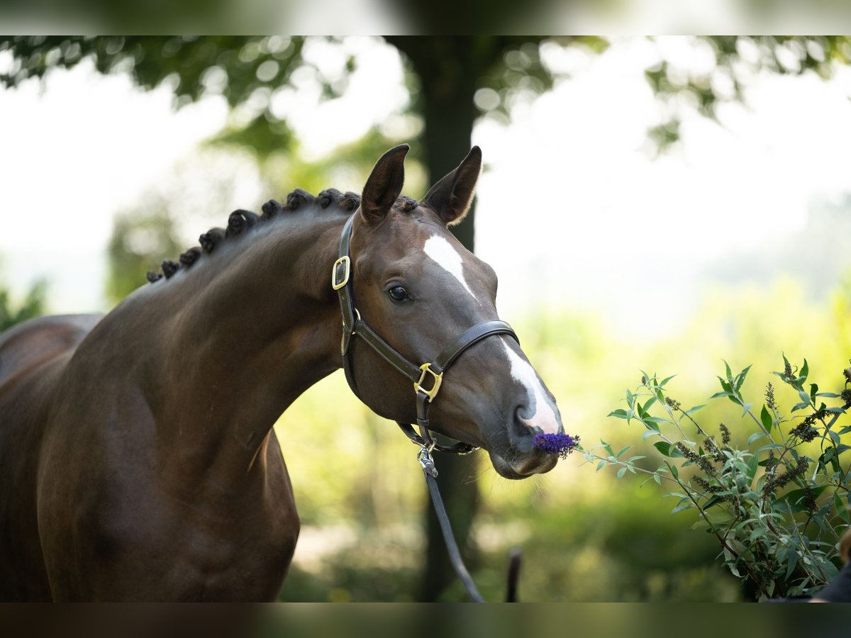 Trakehner Gelding 2 years 16,1 hh Chestnut in Nottuln