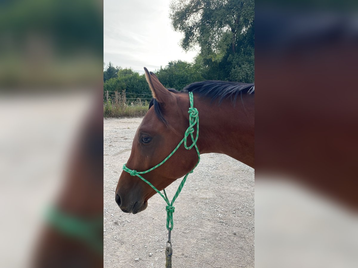 Trakehner Gelding 2 years 16 hh Brown in Wei&#xDF;enburg in Bayern