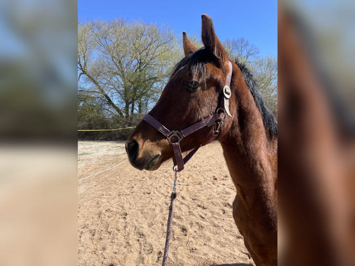 Trakehner Gelding 2 years 16 hh Brown in Weißenburg in Bayern