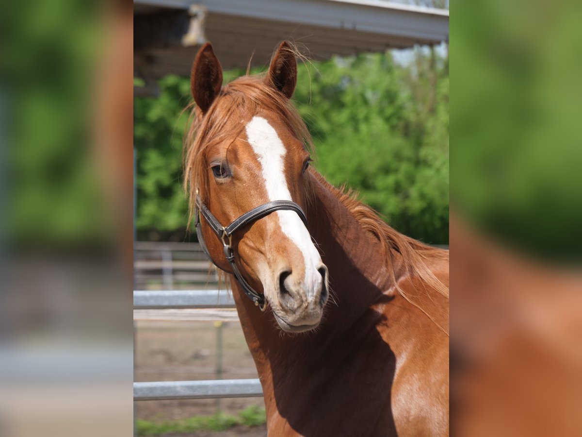 Trakehner Gelding 2 years 16,2 hh Chestnut-Red in Günzburg