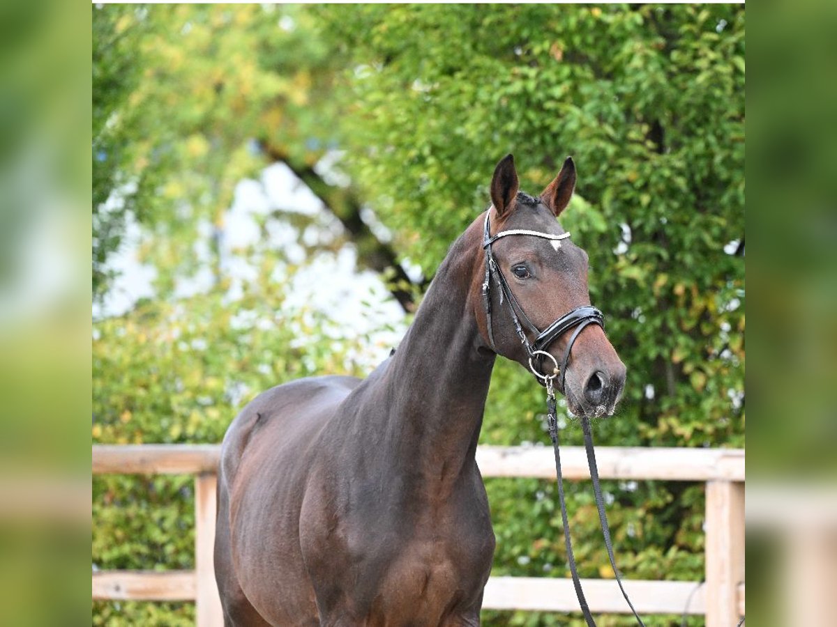 Trakehner Gelding 2 years 17 hh Brown in Gro&#xDF;enkneten