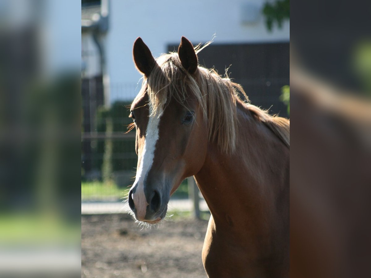 Trakehner Gelding 2 years Chestnut-Red in Crivitz