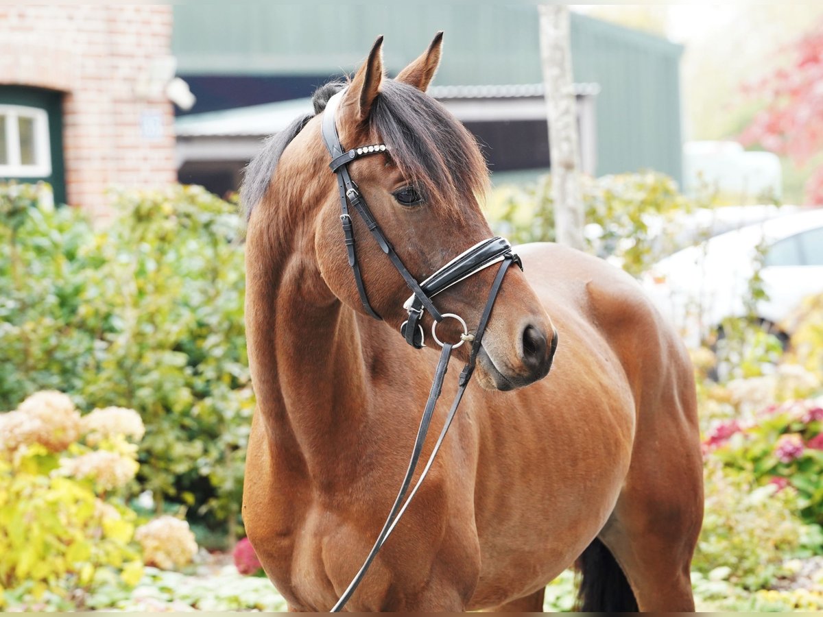 Trakehner Gelding 3 years 16,1 hh Brown in Hohenfelde