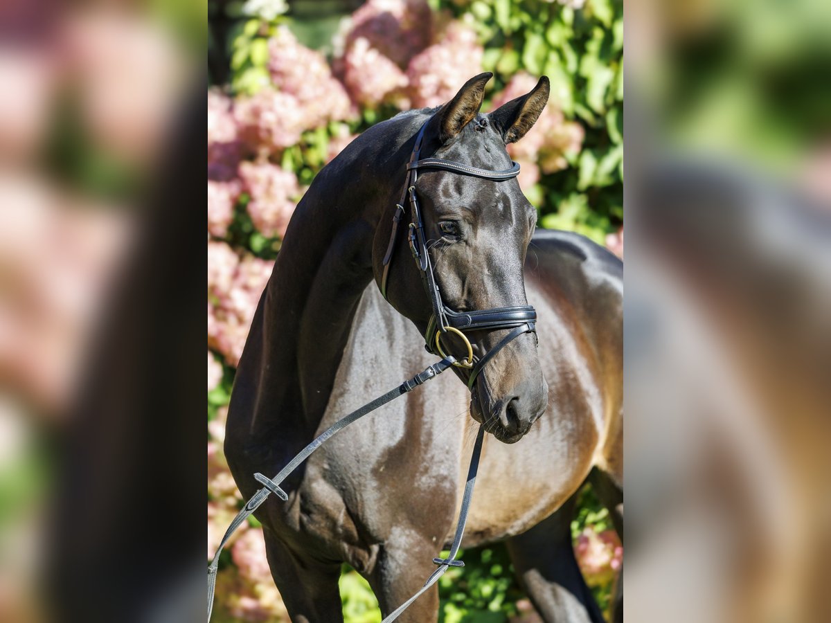 Trakehner Gelding 3 years 16,2 hh Bay-Dark in Bomlitz