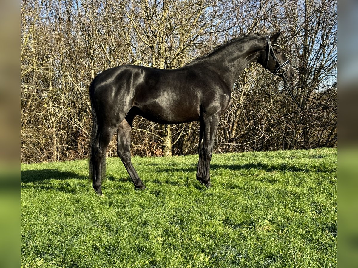 Trakehner Gelding 3 years 16,2 hh Black in Rosdorf