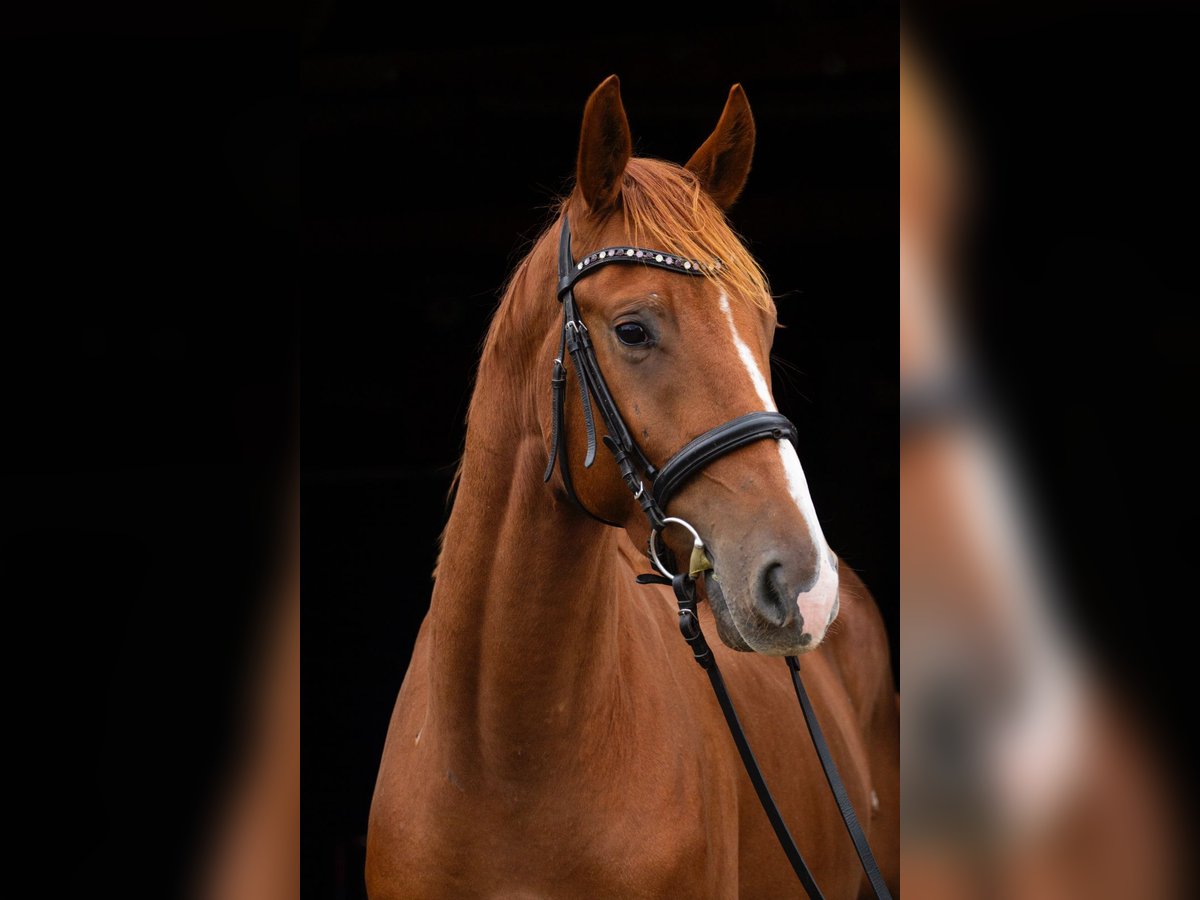 Trakehner Gelding 3 years 16,2 hh Chestnut-Red in Sperenberg