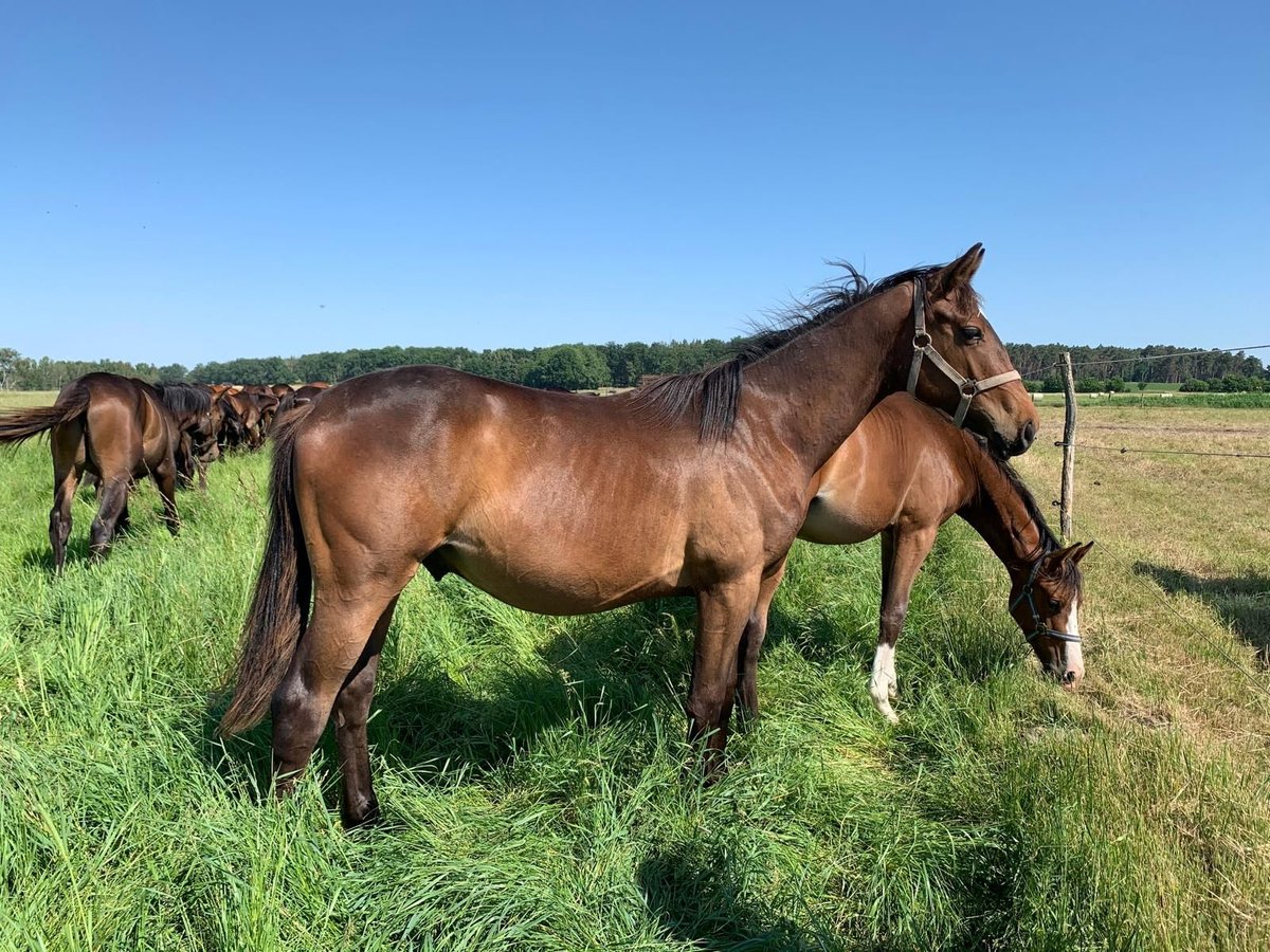 Trakehner Gelding 3 years 16 hh Brown in Bismark (Altmark)