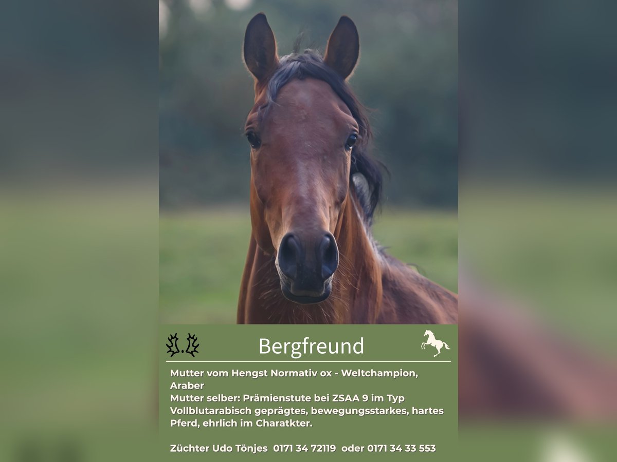 Trakehner Gelding 3 years 16 hh Brown in Rendsburg