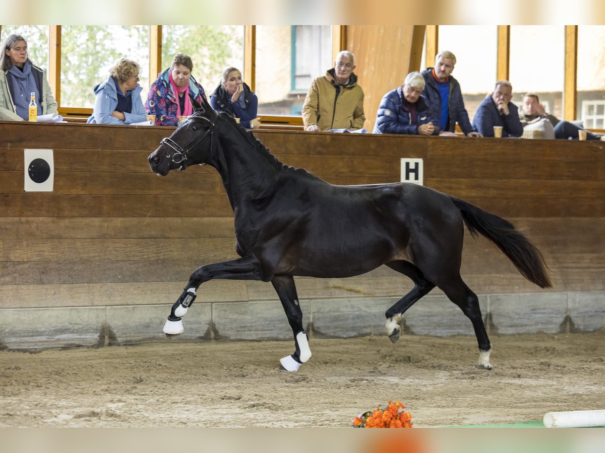 Trakehner Gelding 3 years 16 hh Smoky-Black in Wolfhagen