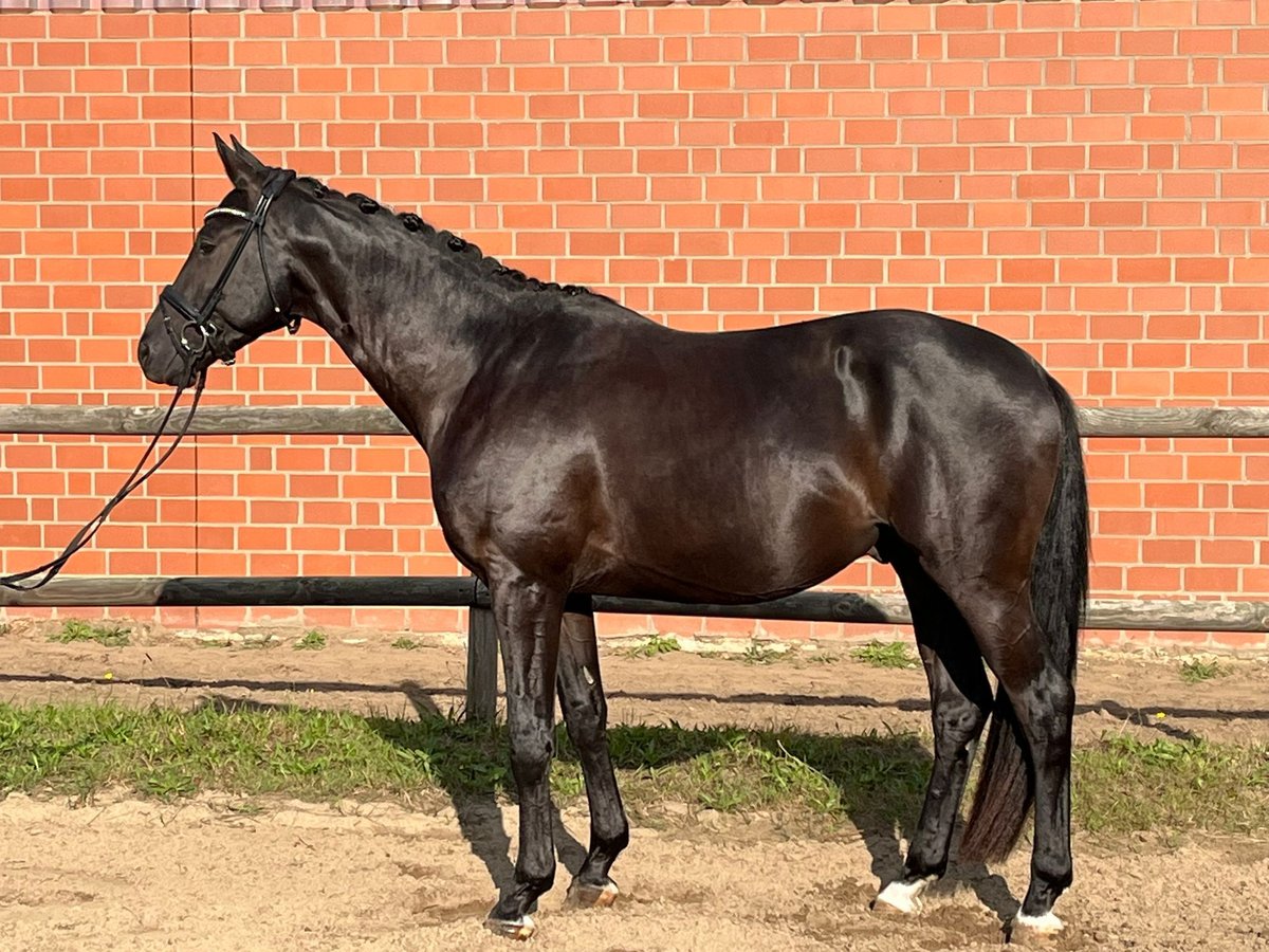 Trakehner Gelding 3 years 16,1 hh Black in Telgte
