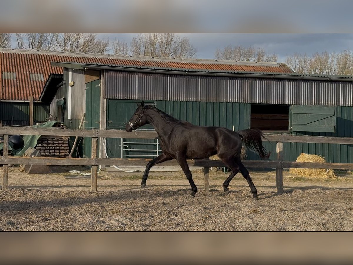 Trakehner Gelding 3 years 16,1 hh Black in Regesbostel