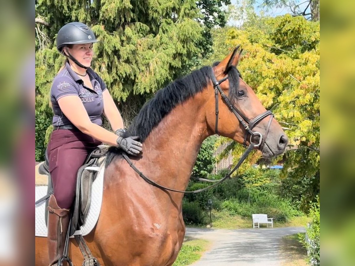 Trakehner Gelding 3 years 16,2 hh Brown in Emmerthal-H&#xE4;melschenburg