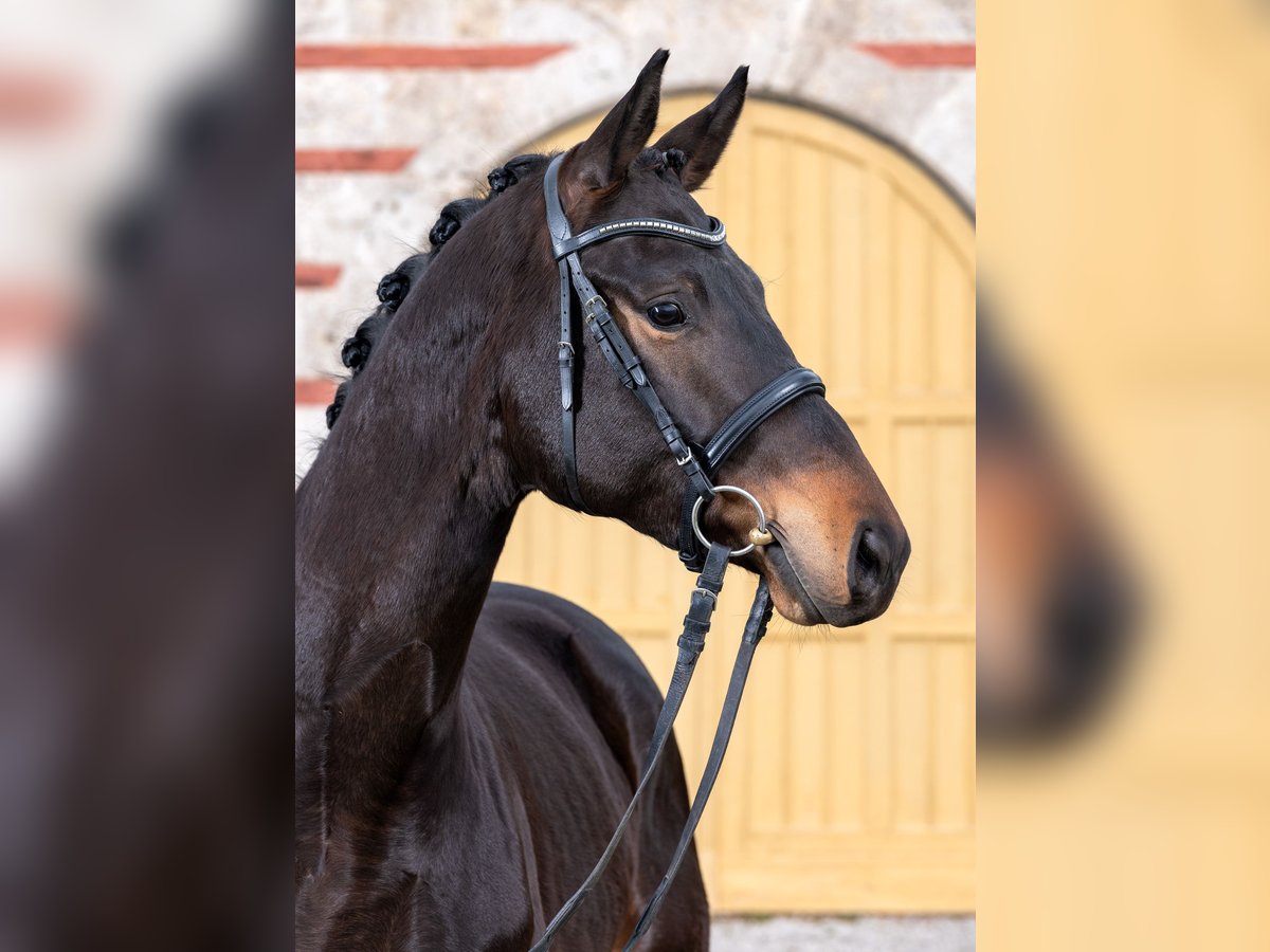 Trakehner Gelding 3 years 16,2 hh Smoky-Black in Gomadingen