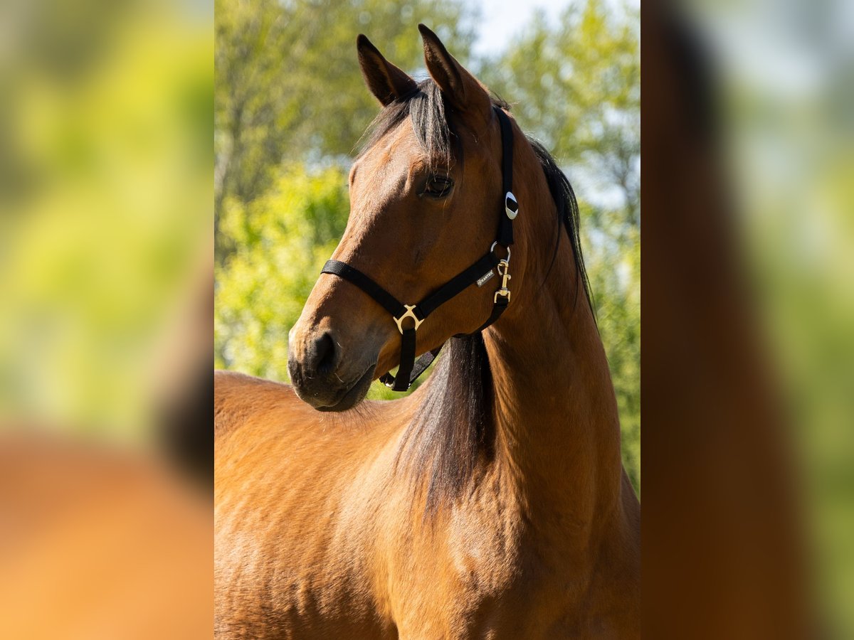 Trakehner Gelding 3 years 16,3 hh Brown in Nienhagen