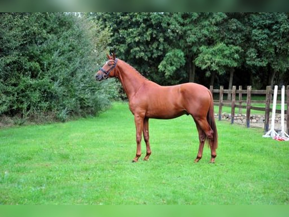 Trakehner Gelding 3 years 16,3 hh Chestnut-Red in Emmerthal-H&#xE4;melschenburg