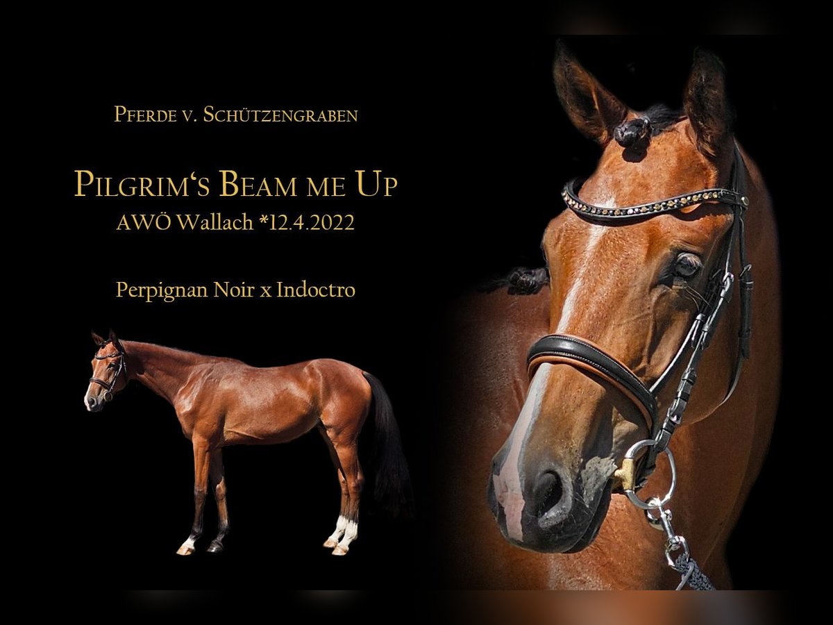 Trakehner Gelding 3 years 17 hh Brown in Minihof-Liebau