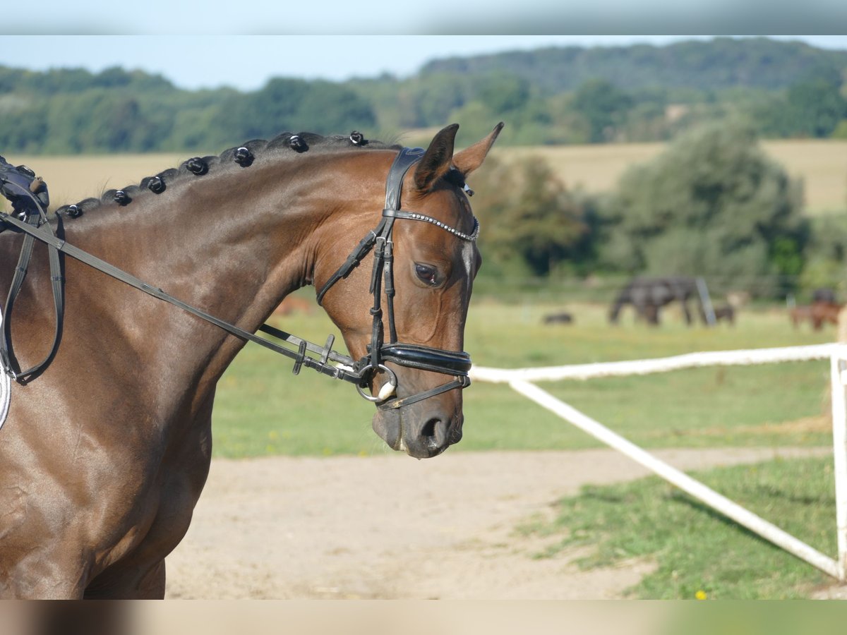 Trakehner Gelding 4 years 15,2 hh Brown in Ganschow