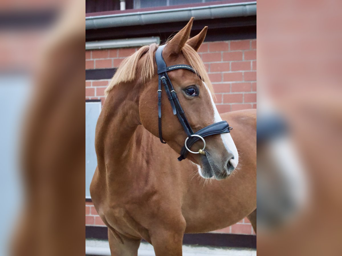 Trakehner Gelding 4 years 15,2 hh Chestnut-Red in G&#xF6;ttingen