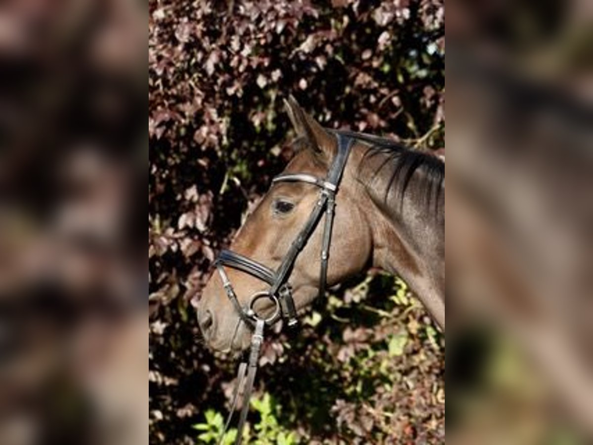 Trakehner Gelding 4 years 15,3 hh Brown in Heidekrug