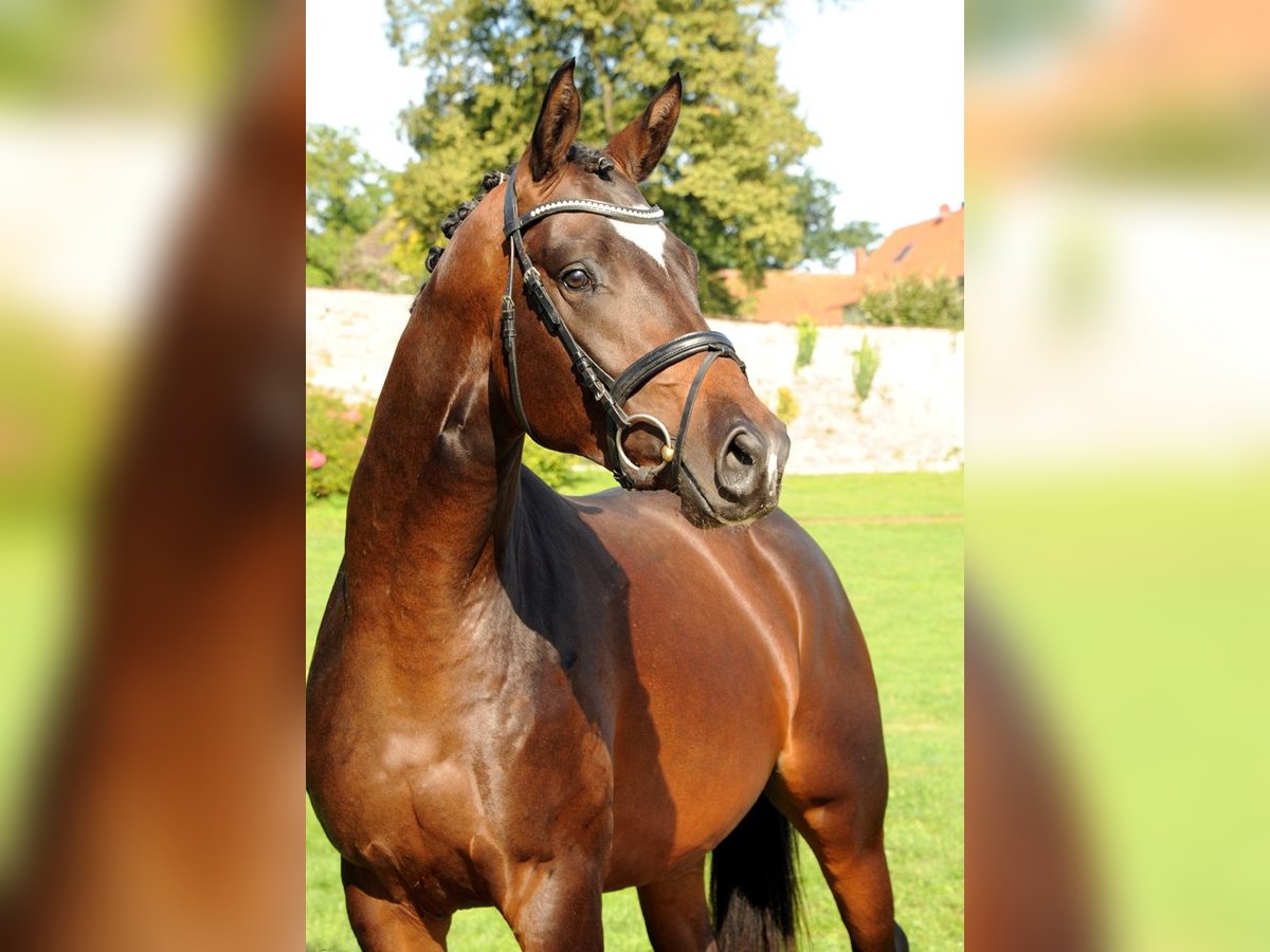 Trakehner Gelding 4 years 16,1 hh Brown in Emmerthal