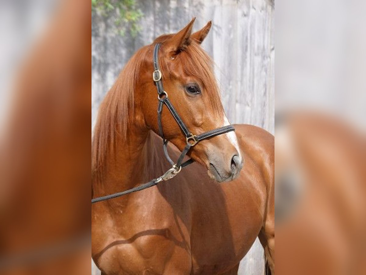 Trakehner Gelding 4 years 16,1 hh Chestnut-Red in Günzburg