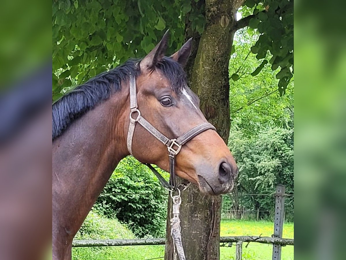 Trakehner Gelding 4 years 16,2 hh in Kleve