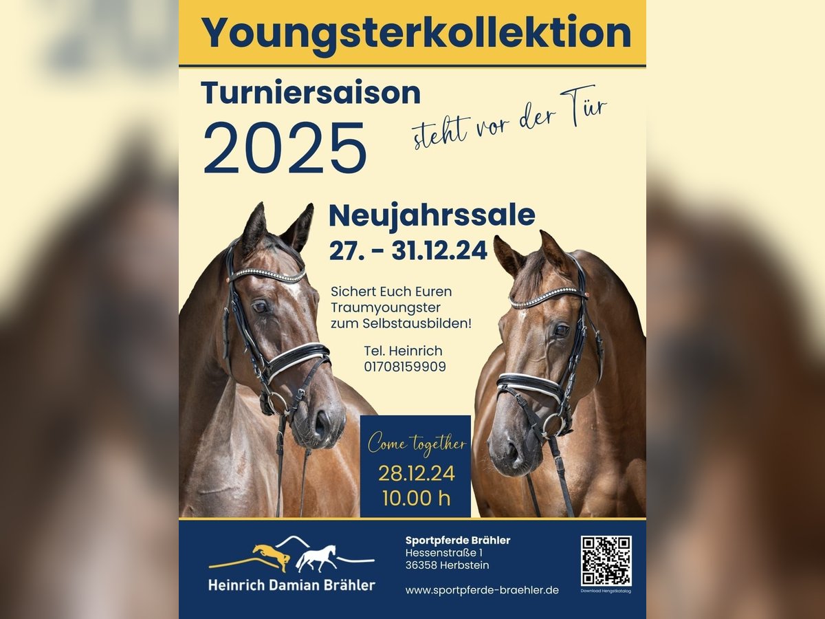 Trakehner Gelding 4 years 16,3 hh Brown in Herbstein