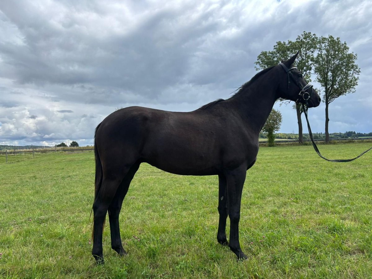 Trakehner Gelding 4 years 16 hh Black in Herbstein