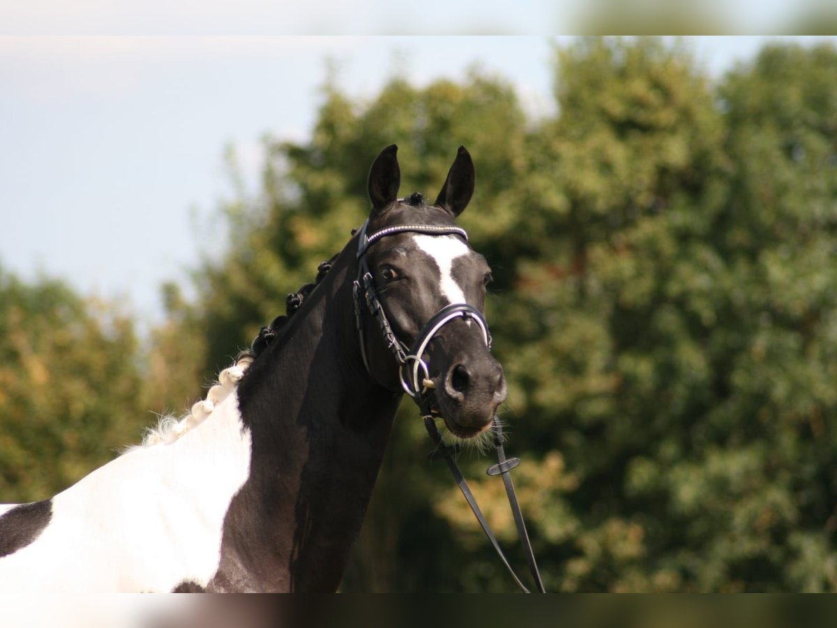 Trakehner Gelding 4 years 16 hh Pinto in Warendorf