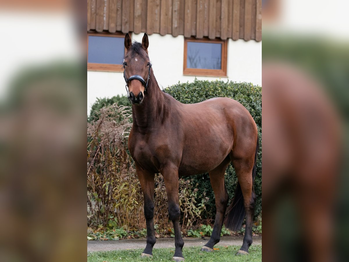 Trakehner Gelding 4 years 16 hh in Niesky