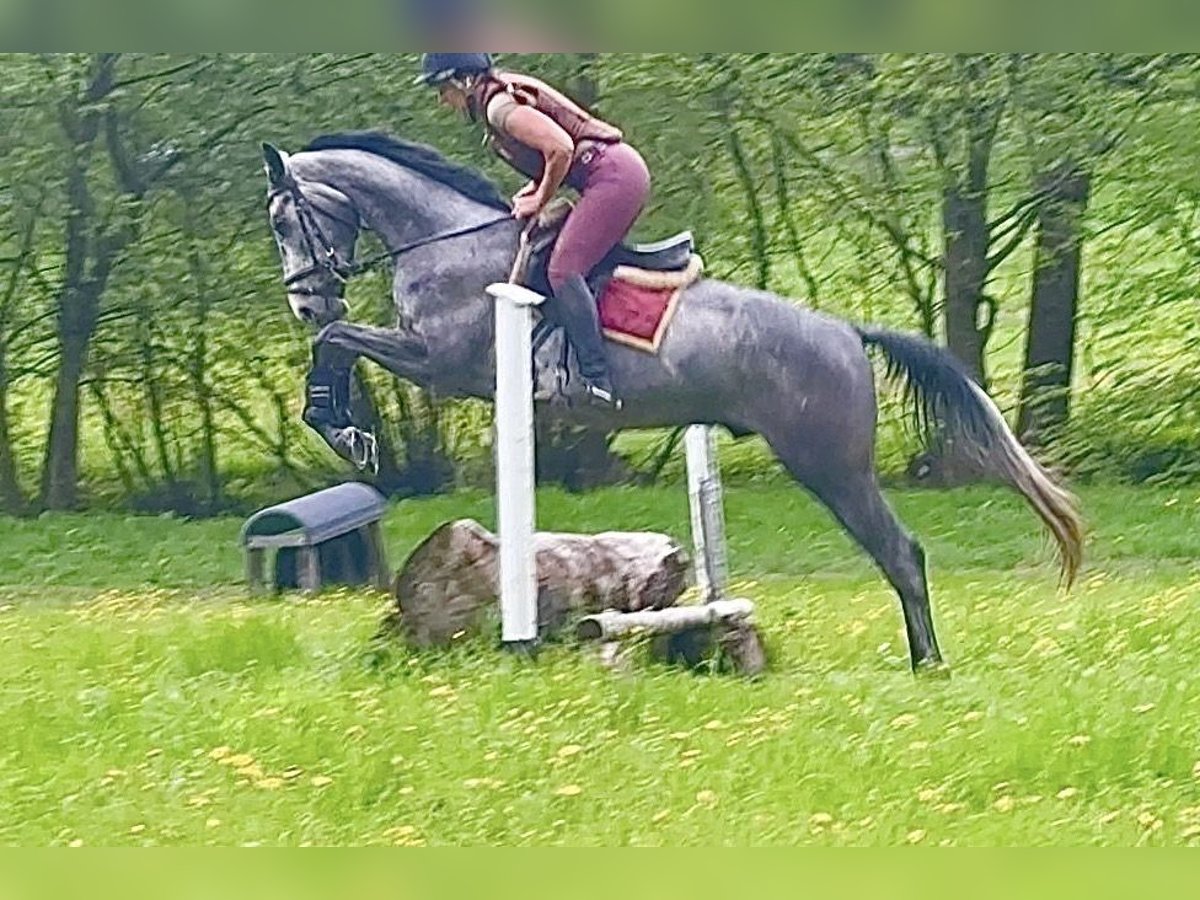 Trakehner Gelding 4 years 16,1 hh Gray in F&#xFC;rstenfeld