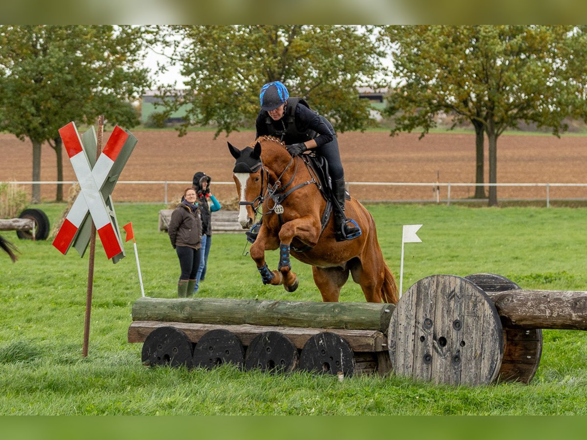 Trakehner Gelding 4 years 17 hh Chestnut-Red in Neunkirchen-Seelscheid