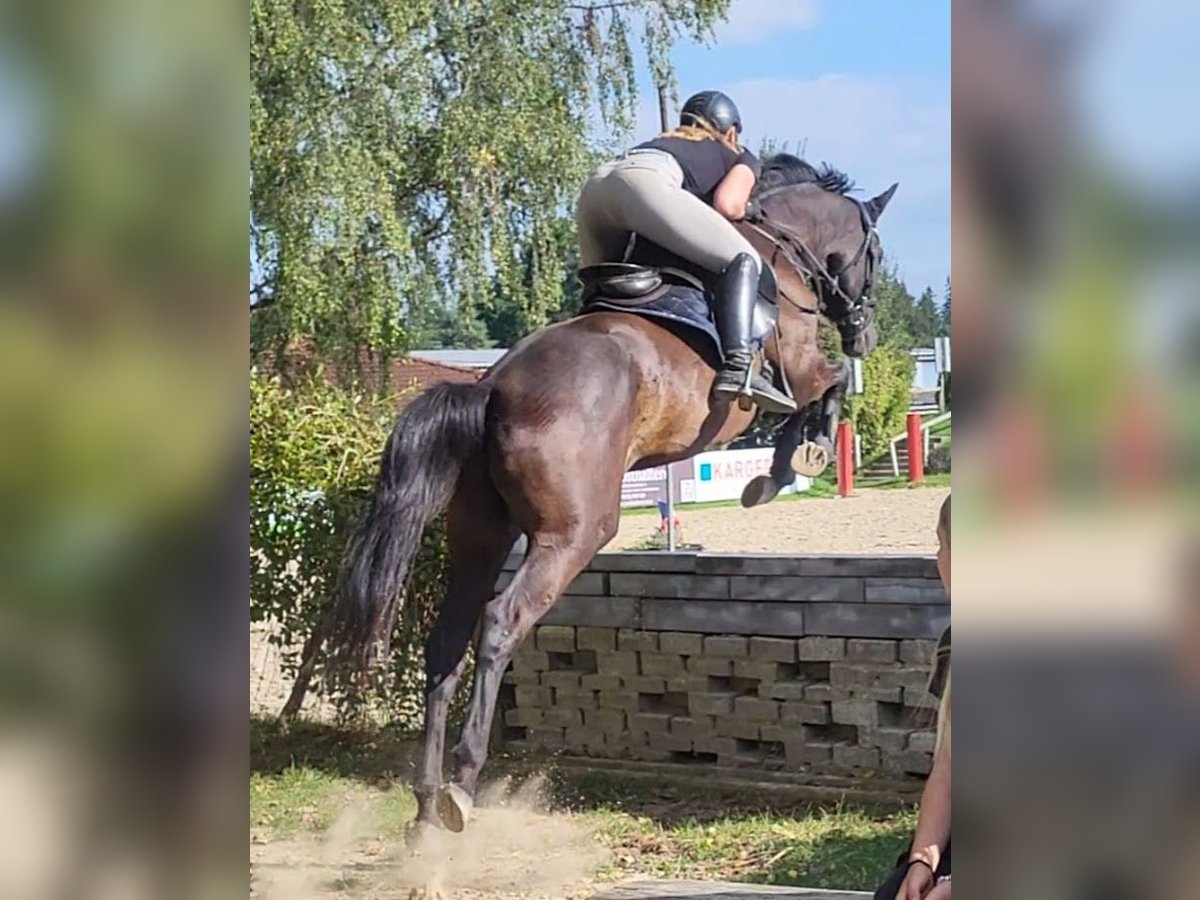 Trakehner Gelding 4 years 17 hh Smoky-Black in Adelsried