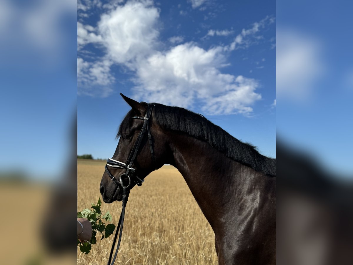 Trakehner Gelding 5 years 15,3 hh Black in R&#xF6;ttingen