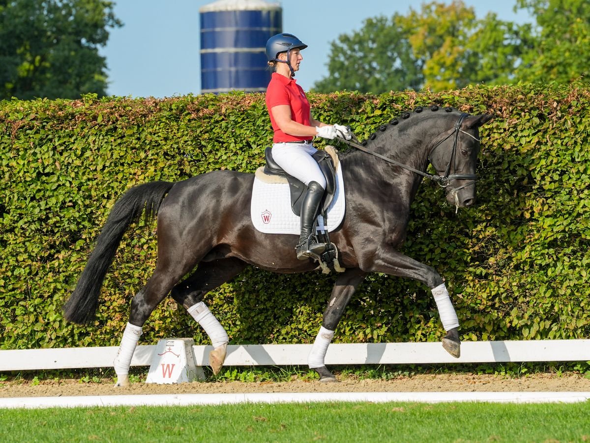 Trakehner Gelding 5 years 16,1 hh Smoky-Black in Münster