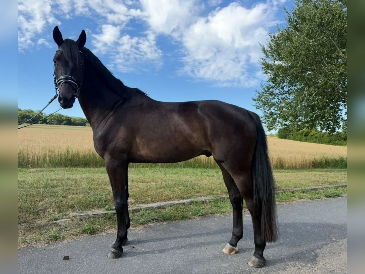 Trakehner Gelding 5 years 16 hh Black in Horn Trakehner Gelding 5 years 16 hh Black in Horn