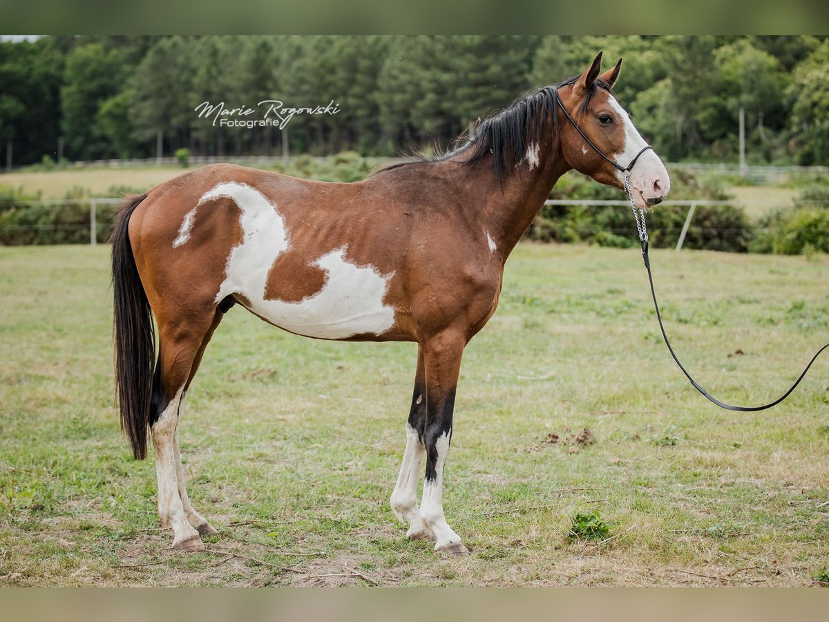 Trakehner Gelding 5 years 16 hh Overo-all-colors in Beaumont pied-de-boeuf