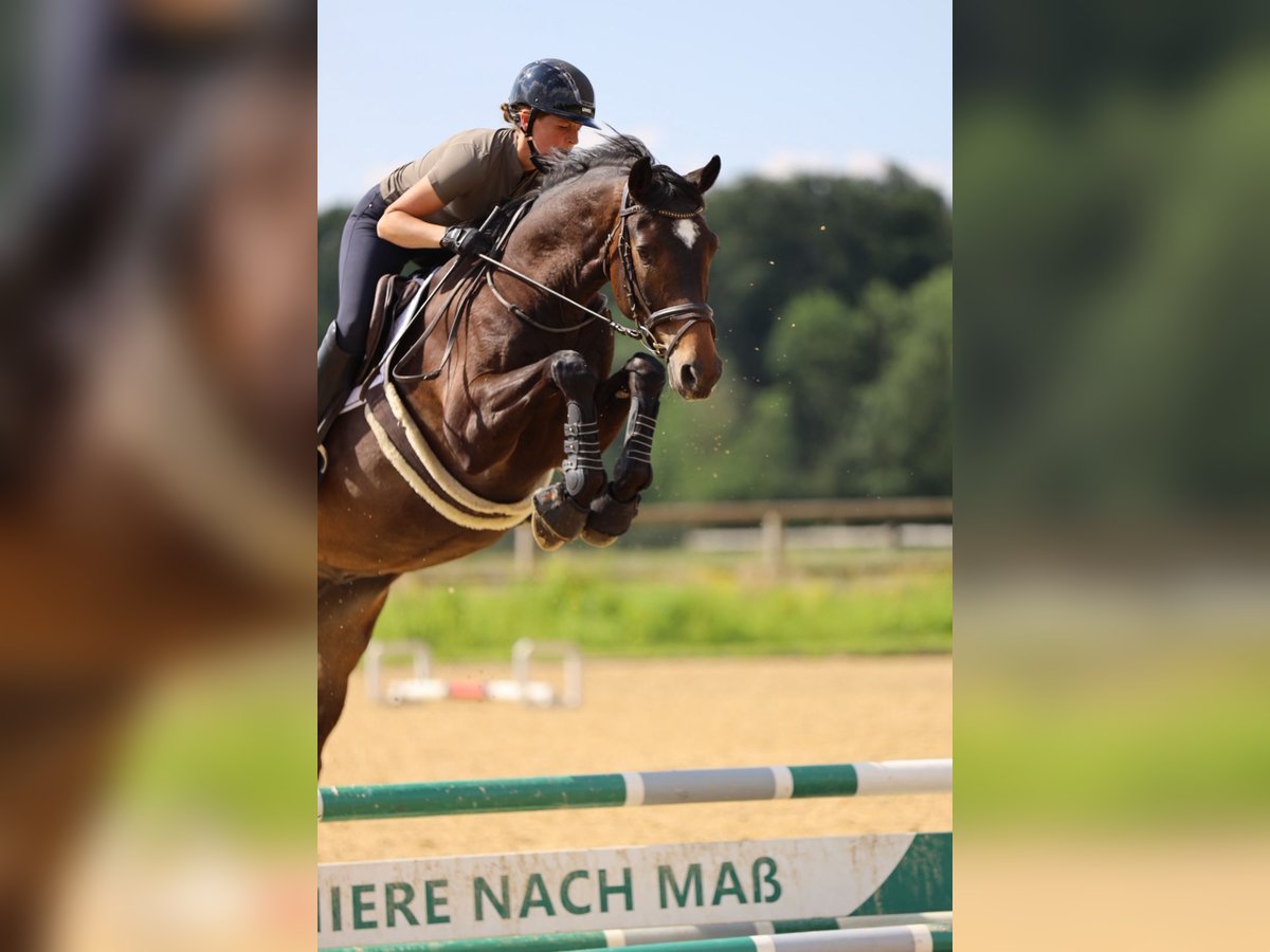 Trakehner Gelding 5 years 16,1 hh Bay-Dark in Hamm