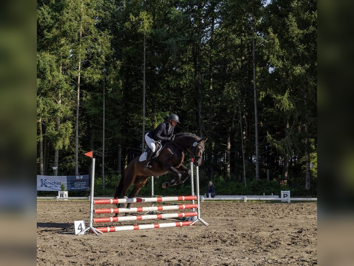 Trakehner Gelding 5 years 16,1 hh Smoky-Black in TarbekRendsw&#xFC;hren