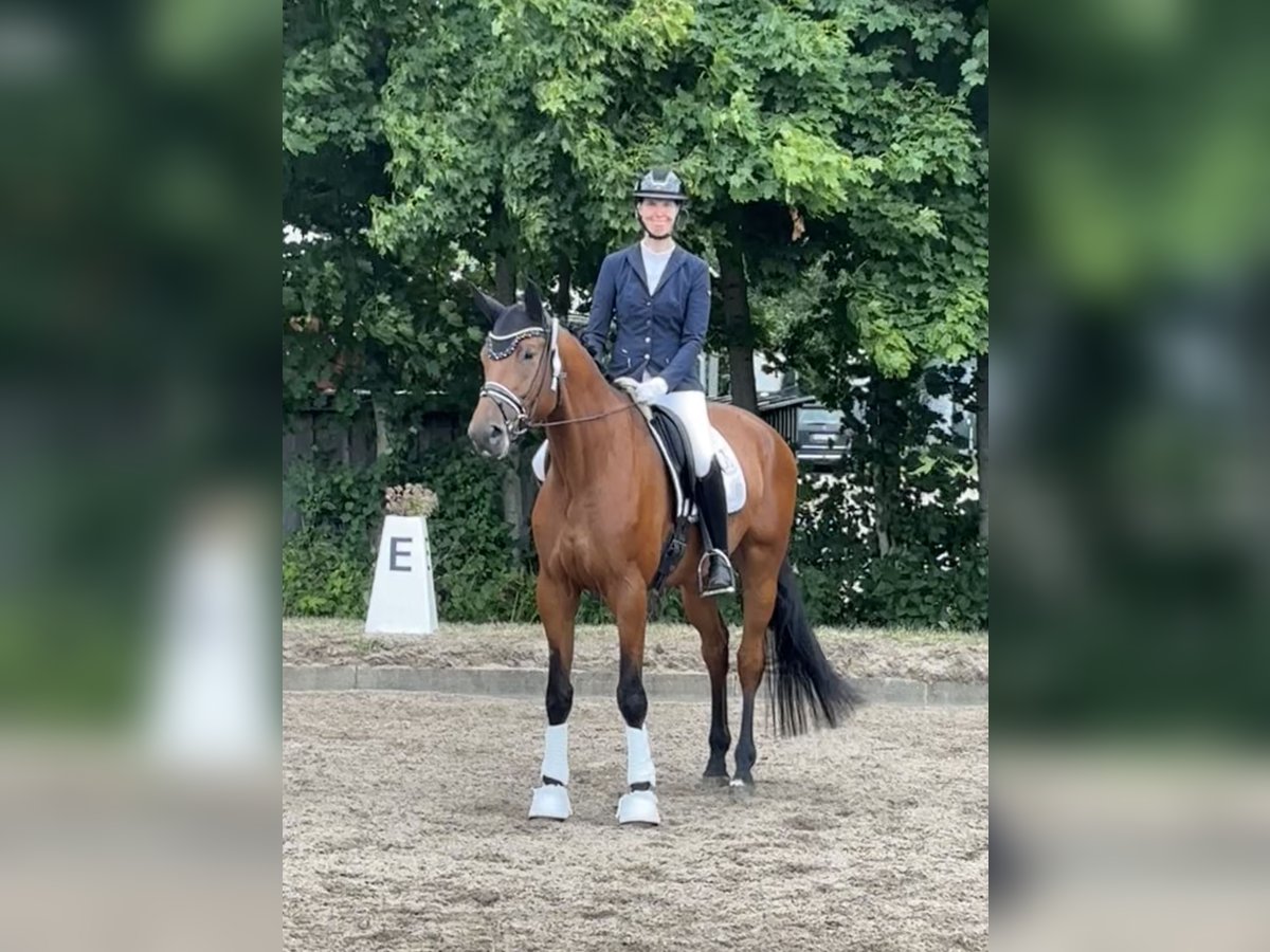 Trakehner Gelding 5 years 17 hh Brown in Padenstedt