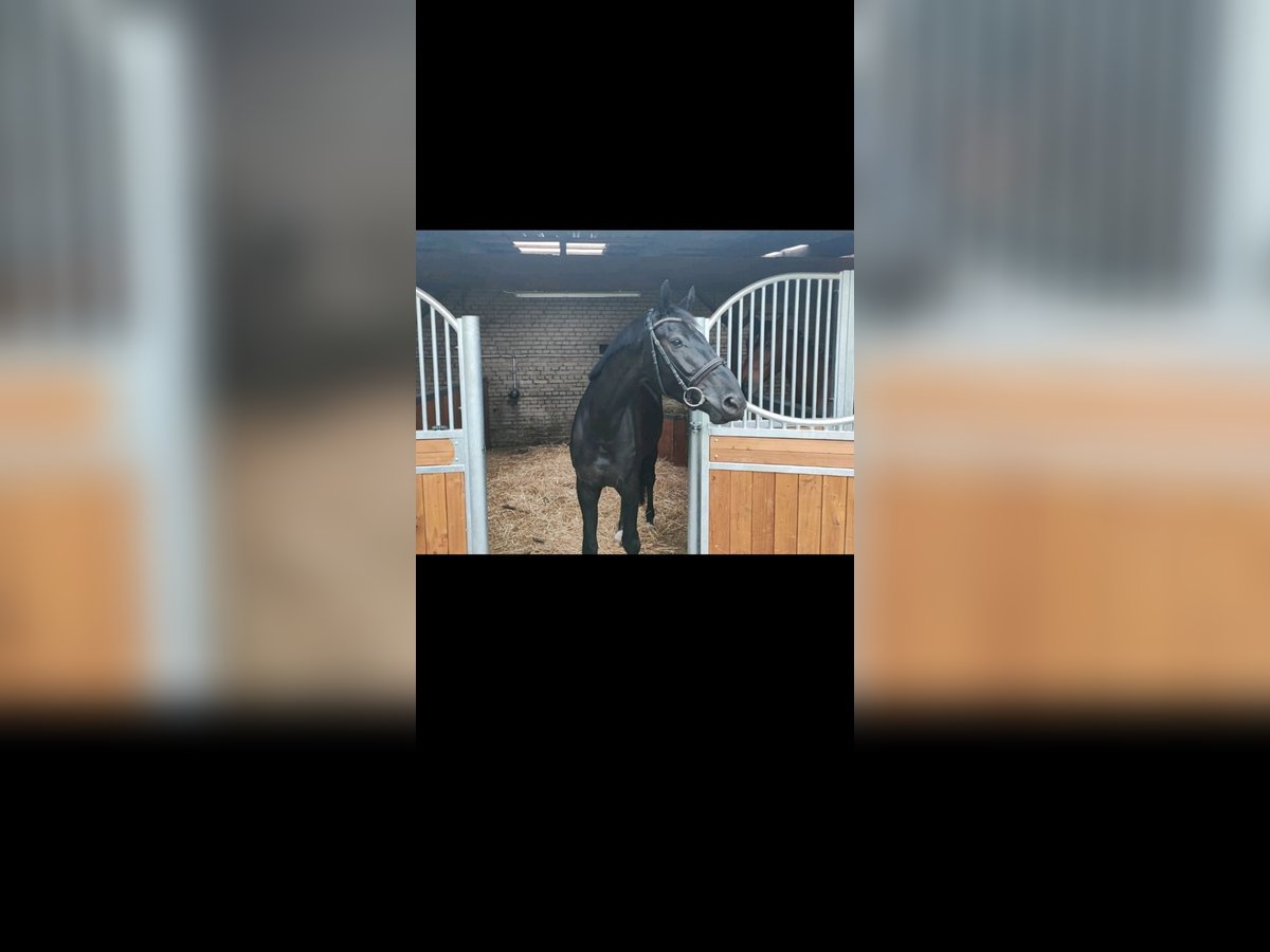 Trakehner Gelding 5 years 17 hh Smoky-Black in Suhl