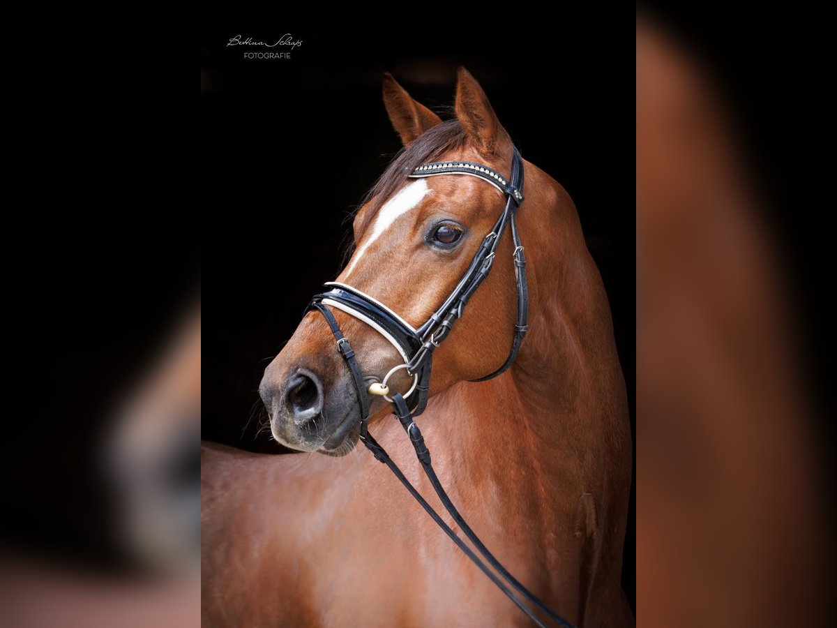 Trakehner Gelding 6 years 16,1 hh Chestnut-Red in Herbstein