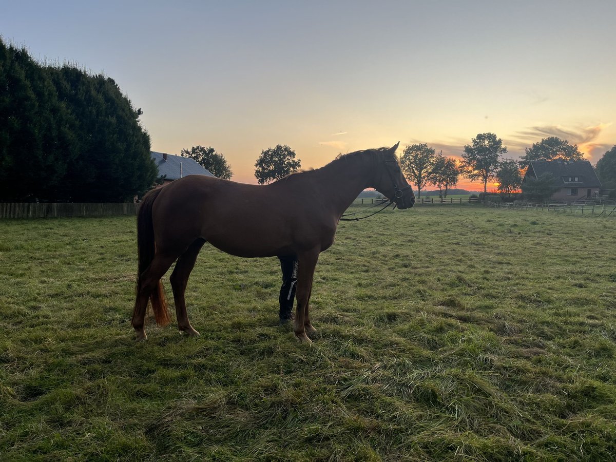 Trakehner Gelding 6 years 16,2 hh Chestnut-Red in Uelzen