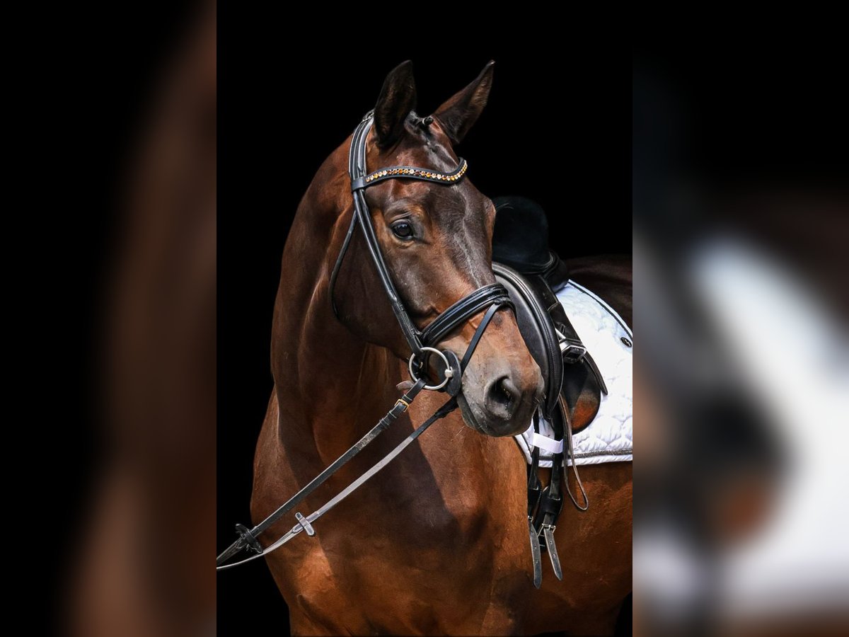 Trakehner Gelding 6 years 17,1 hh Bay-Dark in Neuberg