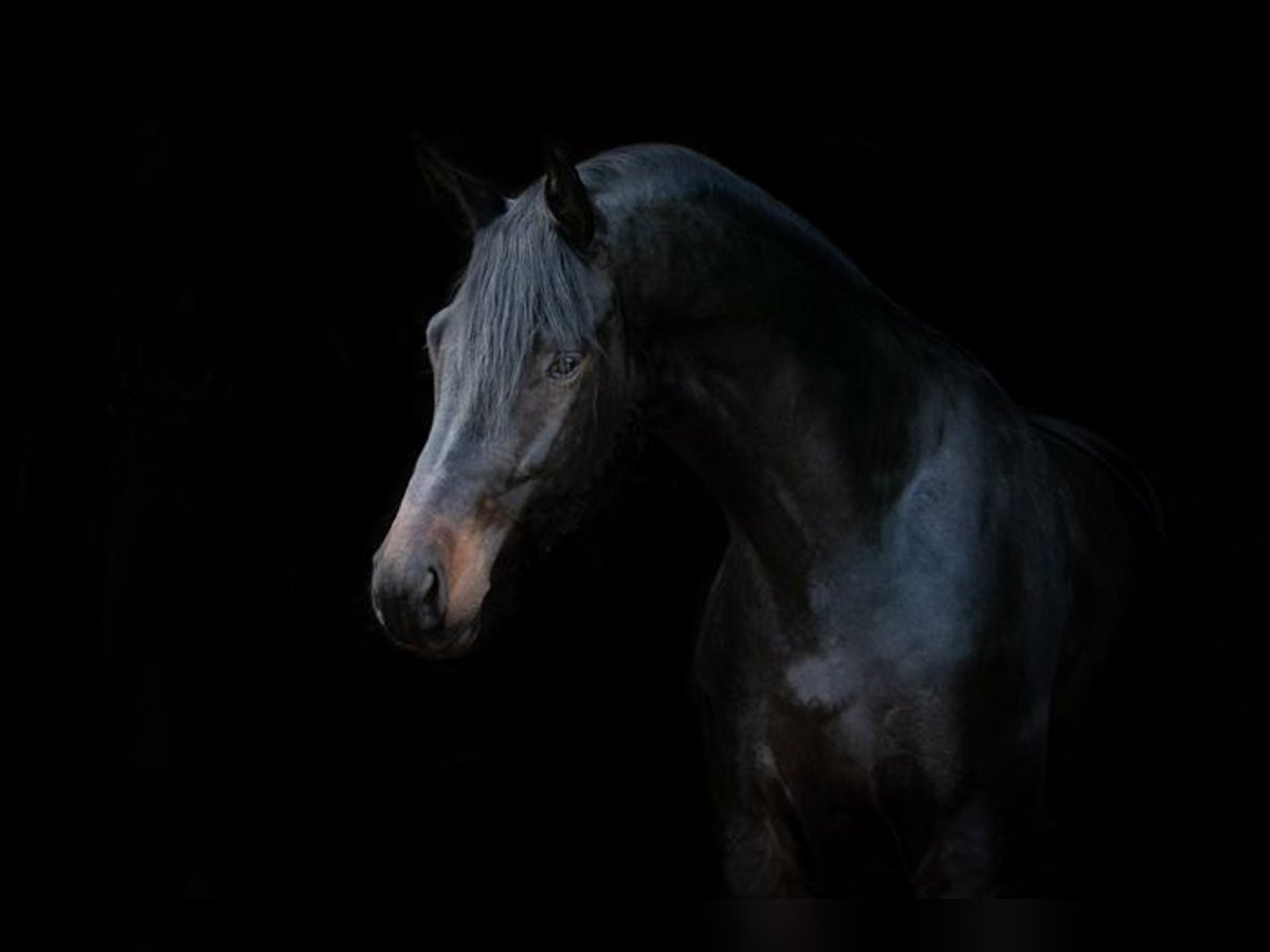 Trakehner Gelding 6 years 17 hh Smoky-Black in Emmerthal